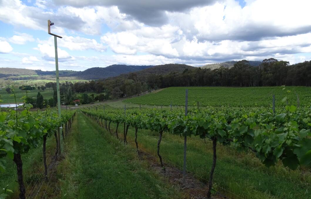 PERCH BENEFITS: Providing suitable habitats for ecosystem service species, such as artificial perches in vineyards as shown here, is vital for tipping the cost-benefit trade-off in the favour of growers.