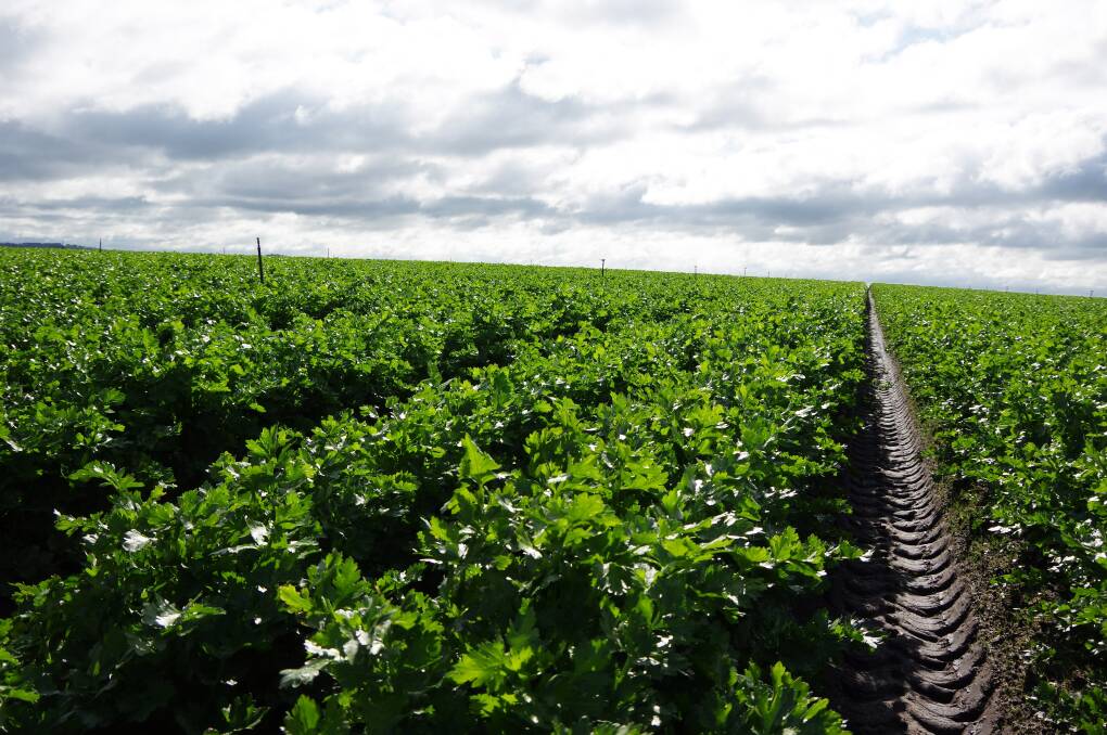 GOOD SIGN: A 6.9ha trial plot of celery, with underground drainage, has proven the Schreurs' plans for the Tarwin Lower farm will be fruitful.
