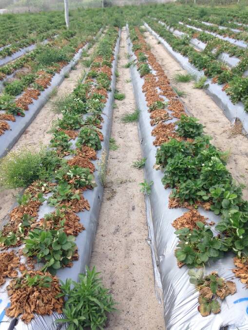 ROTTEN TOPS: An example of strawberry plants affected with charcoal rot disease, as seen in the dark to orange brown discolouration. 