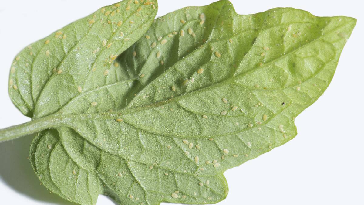 DETECTED: Tomato potato psyllid nymphs on the under side of a tomato leaf.
