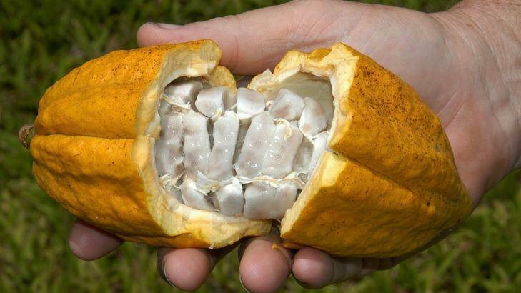 OPEN OPPORTUNITY: One of the cocoa pods grown in north Queensland. Photo: QCIDA