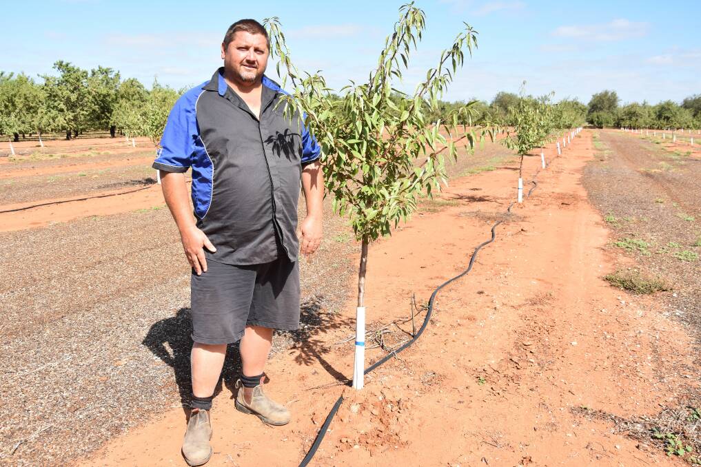YOUNG GROWTH: Phillip Costa checks the growth of some of the young almond trees planted at the family’s Angle Vale on the Northern Adelaide Plains property last July.