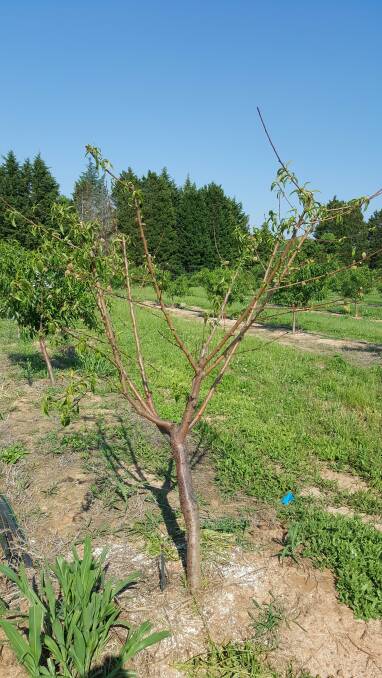 BAD SIGN: A stonefruit struggling from under-chilling as it comes out of dormancy and is breaking vegetative buds. 