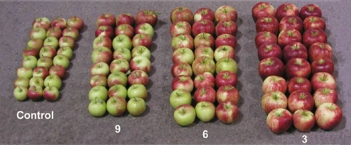 The improvements of the Honeycrisp apple through fruit thinning, with measurements in fruit per square centimetre trunk cross-sectional area (TCSA).
