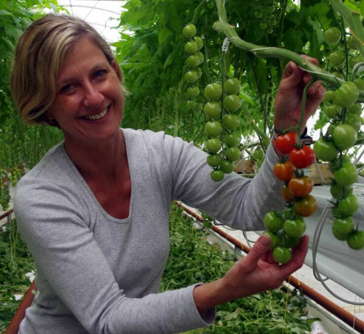 JUST RIGHT: Ange Bayley with hydroponic truss tomatoes in the wood-fire heated 5000m² greenhouse. Production has doubled since 2014, to 450,000kg per year. 