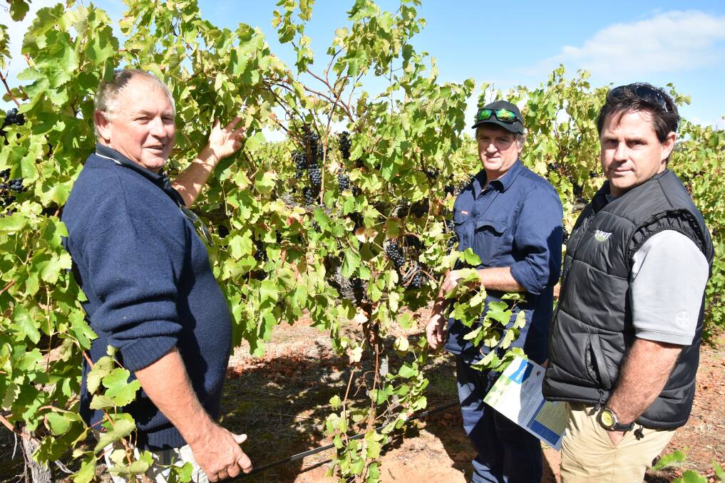 HARD HIT: EE Muir and Sons South Australian sales representative, Ivan Bignell, Penola, with South East winegrape grower Andy Murdock, Mount Benson, and Bayer commercial sales representative, Darren Alexander, inspect damage from scale in Andy’s Shiraz vines.