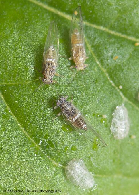 ON THE GROW: Tomato potato psyllid nymph and adults on a leaf. Nymph cases can also be seen.