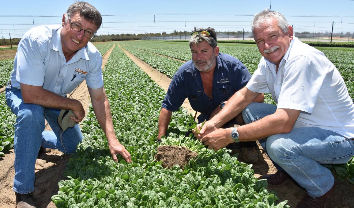 Des May, David Gray and Co, Western Australian grower Kevan Dobra, The Loose Leaf Lettuce Company, Gingin, and Bayer commercial sales representative, Jim Brussen, discuss Kevan’s use of the new biological solution, Serenade Prime, in his crops, including its application and operational benefits.