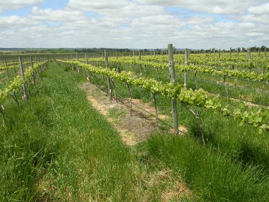 HIGH RESISTANCE: Barossa Valley trial site, in a vineyard with a high incidence of glyphosate-resistant ryegrass. 