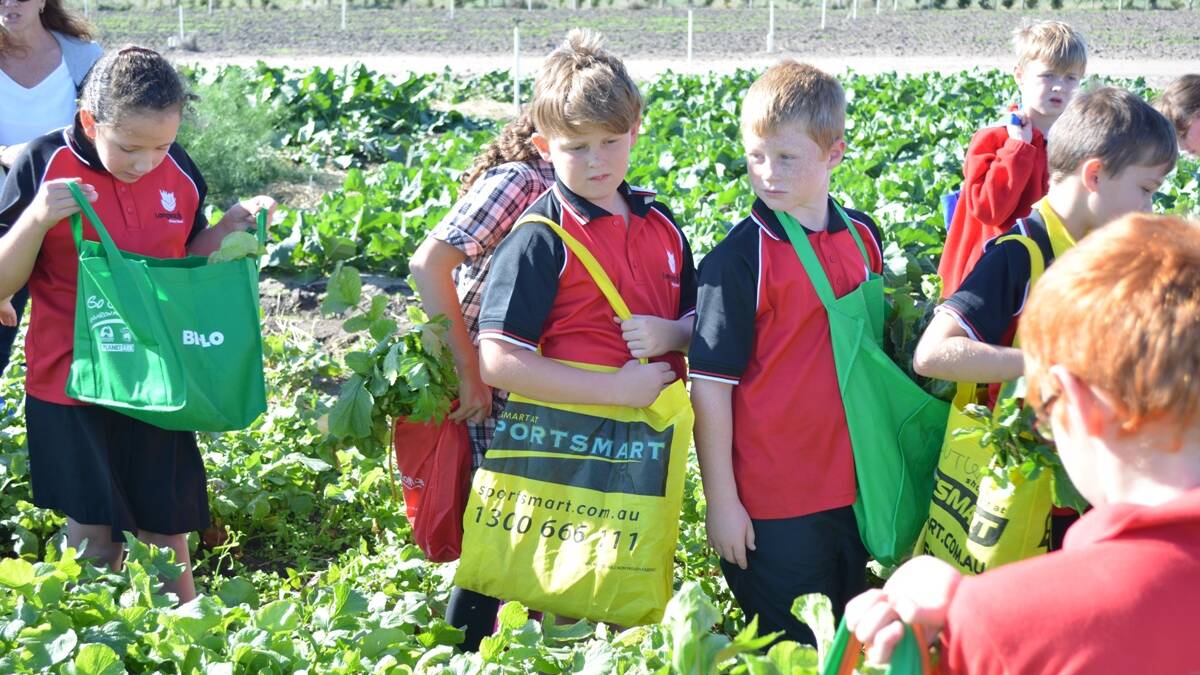 Primary school children make the most of a spent vegetable field trial. 