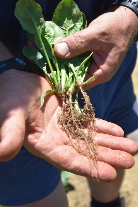 This picture shows the root development in spinach from applications of the biological solution, Serenade Prime. 