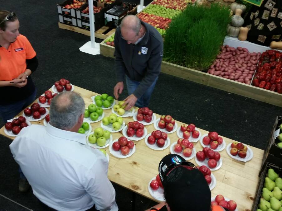 DECISION TIME: Apple judge Jeff Sabel, Banana Boys, Mitcham takes his time to analyse the plate of five apples to ensure he awards the deserving credit.  