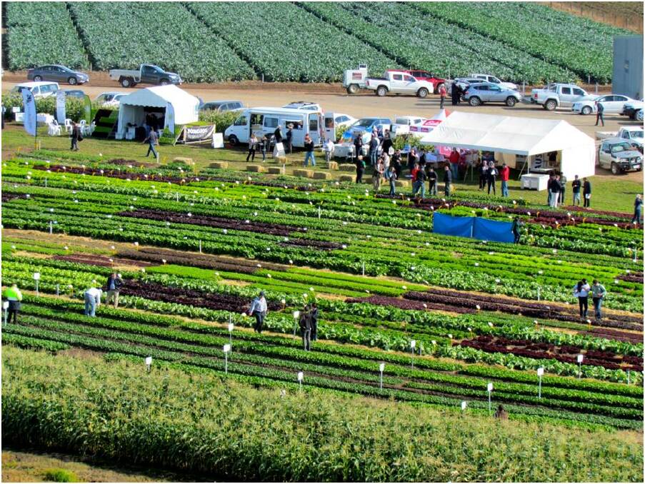 GETTING BIGGER: A view of the 2014 Leafy Vegetable Demonstration Day at Lindenow, Victoria, which will go ahead in 2017 with sponsorship from Boomaroo Nurseries. 