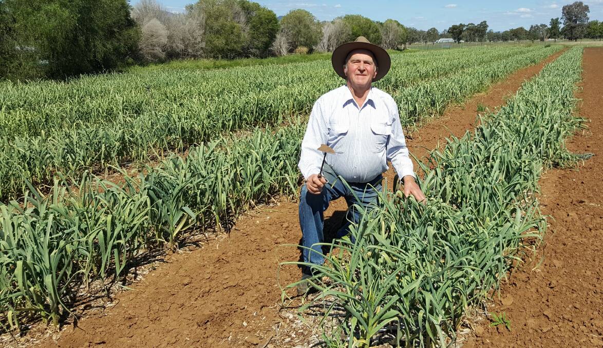 Purple patch: Tamworth producer Roy Cody has been growing his unique variety of garlic for so long that it has officially been named after him, with commercial farms all over the country now planting his cultivar. Photo: Supplied