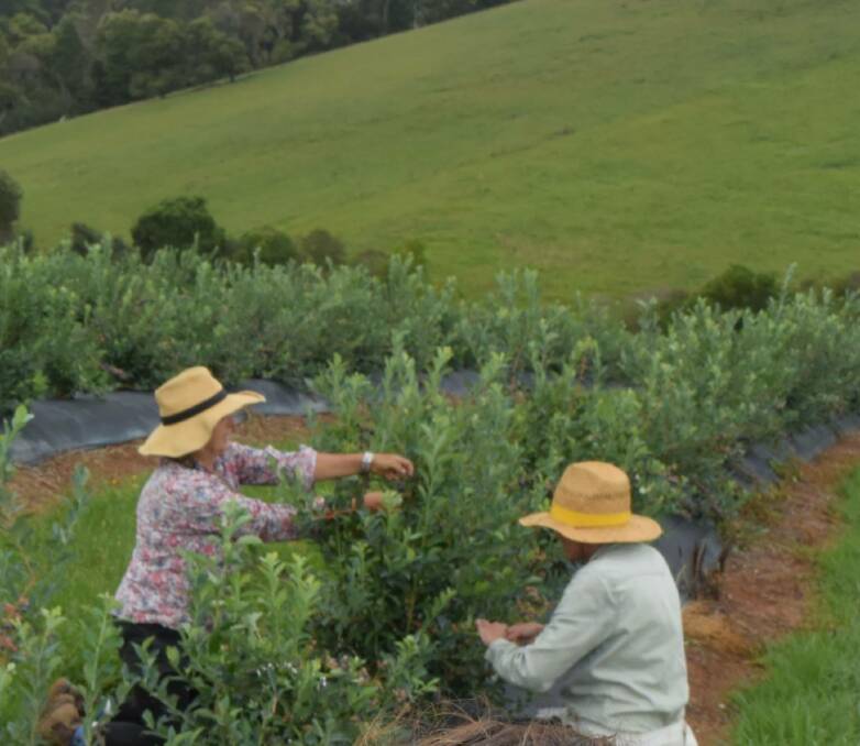 Blueberry pickers in the Kyogle council area will benefit from dongas.