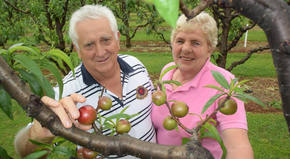 Robert and Robyn Hood, Newrybar via Bangalow, grow nearly 4000 low chill stone fruit trees on 4ha of red basalt soil and have been perfecting the art for decades but new realities frustrate these prime North Coast producers.