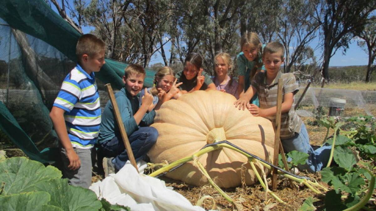 WHOPPER: Students at "Danthonia" near Inverell learned about soil science and plant production while nursing this little baby to maturity before sending it to Sydney Royal Show.