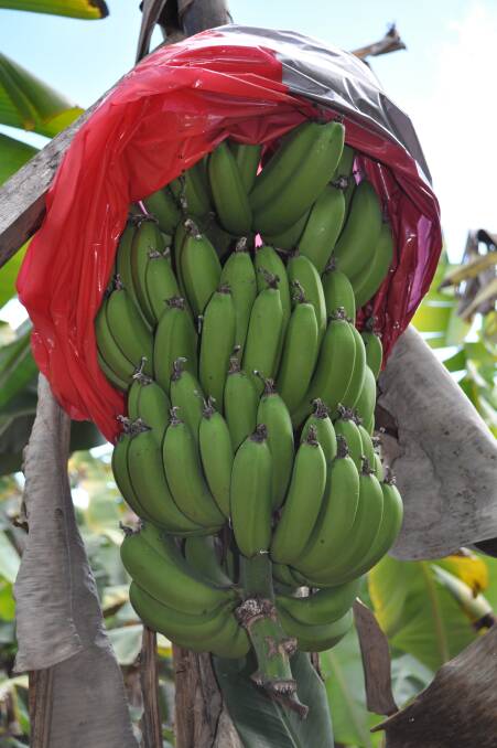 Banana management tips on hand