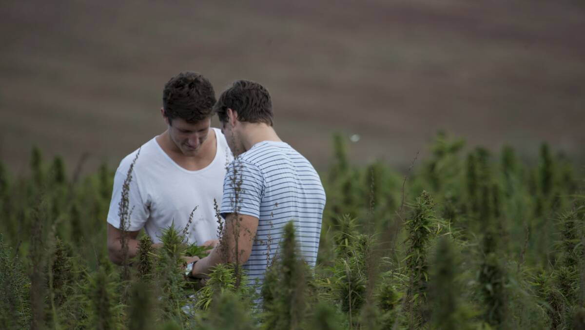 Nathan McNiece and Tim Crow are growing legal food grade hemp.