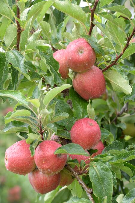 Gala apples.