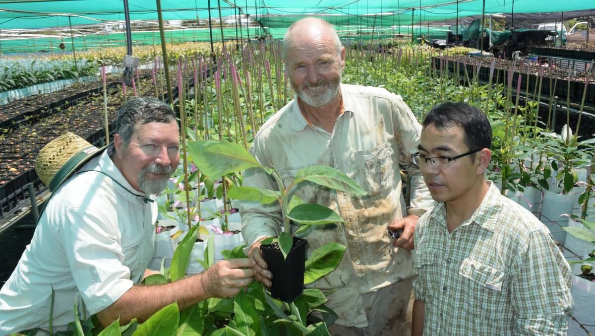 Dr Mike Smith, Murwillumbah horticultural consultant David Peasley and  Chinese academic Lyu Wang admire a new banana strain.