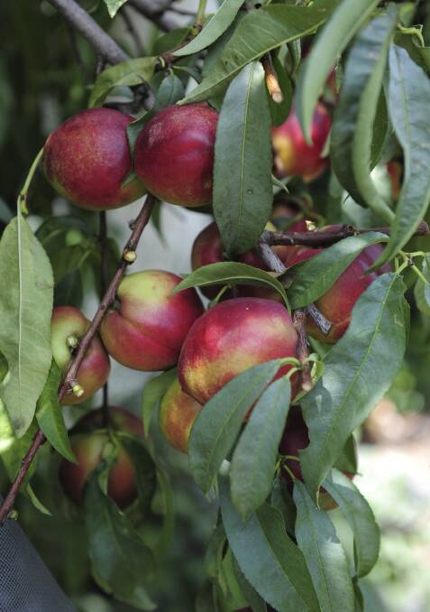 Australia's first nectarines will be exported to China in November.