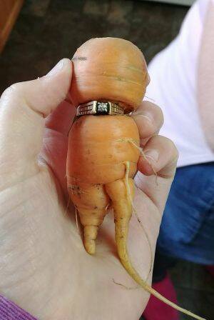 The famous carrot! Image via THE CANADIAN PRESS/HO, Iva Harberg (C/O Twitter/@660NEWS ).