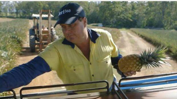 Pineapple farmer Les Williams said it can be difficult to protect fruit destined for the supermarkets from the heat. Photo: Growcom/YouTube