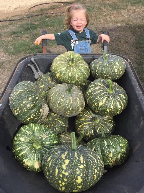 GREENIE: Two-year-old Evie loving watered 50 pumpkins last summer for her family. Her mum Margaret Phelps said Evie is learning great appreciation for her food - where it comes from and what it can make.
