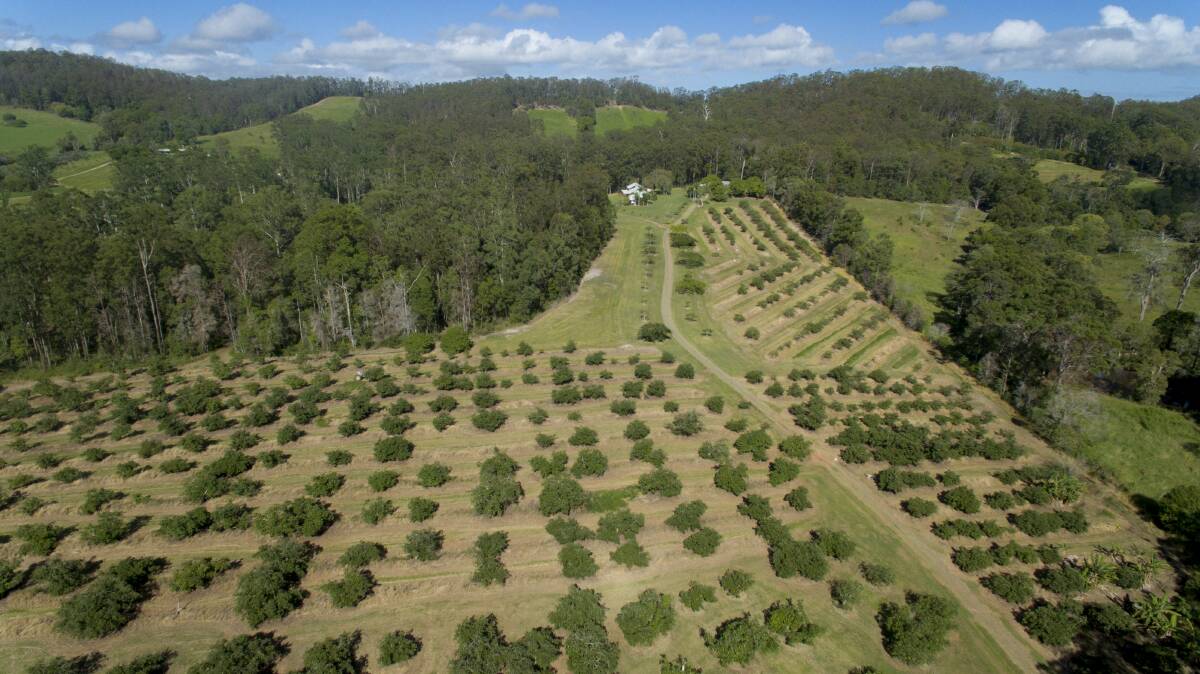 It is forecast Australian avocado production will increase strongly to 100,000 tonne a year by 2025 to cater to local demand. 

