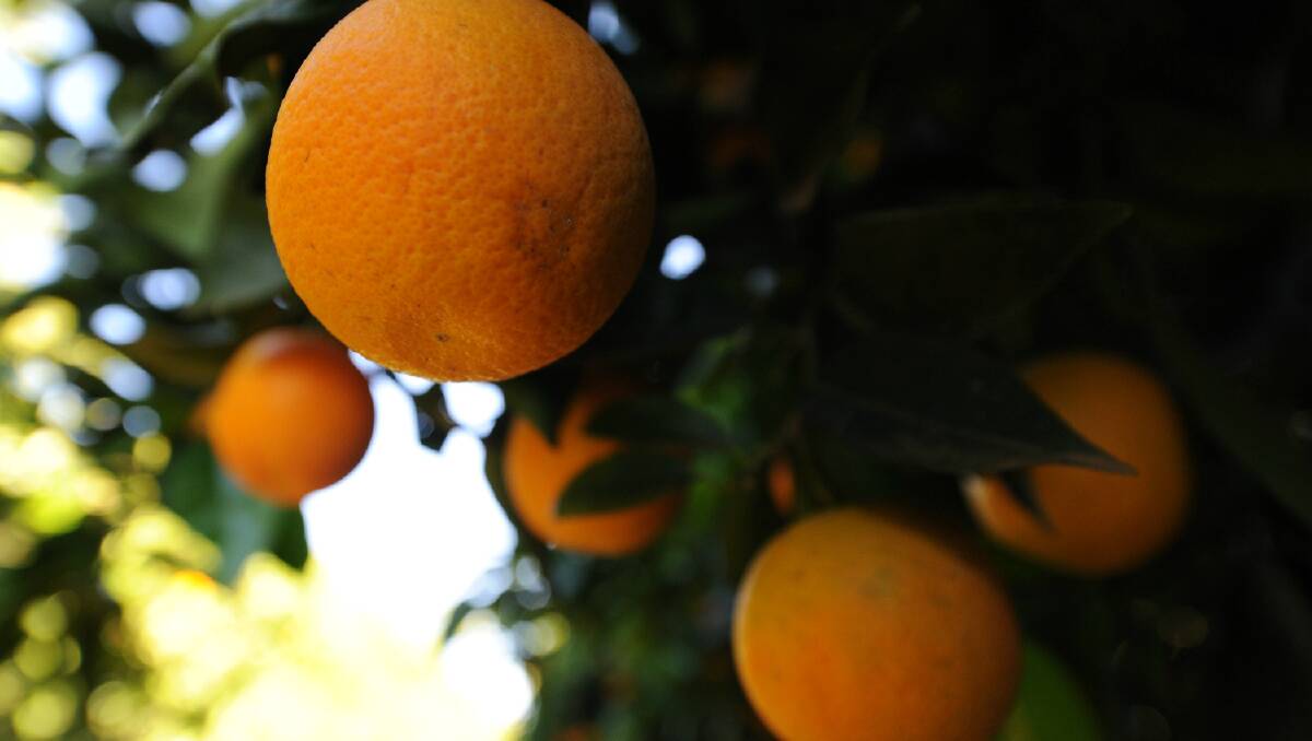 BIG DEMAND: Last year 40,000 tonnes of Australian citrus was exported to China.