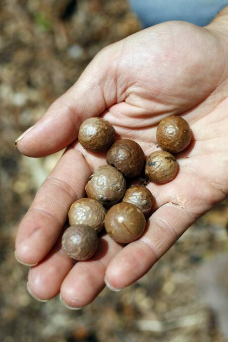 ABARES asks if tree nuts can sustain rapid growth