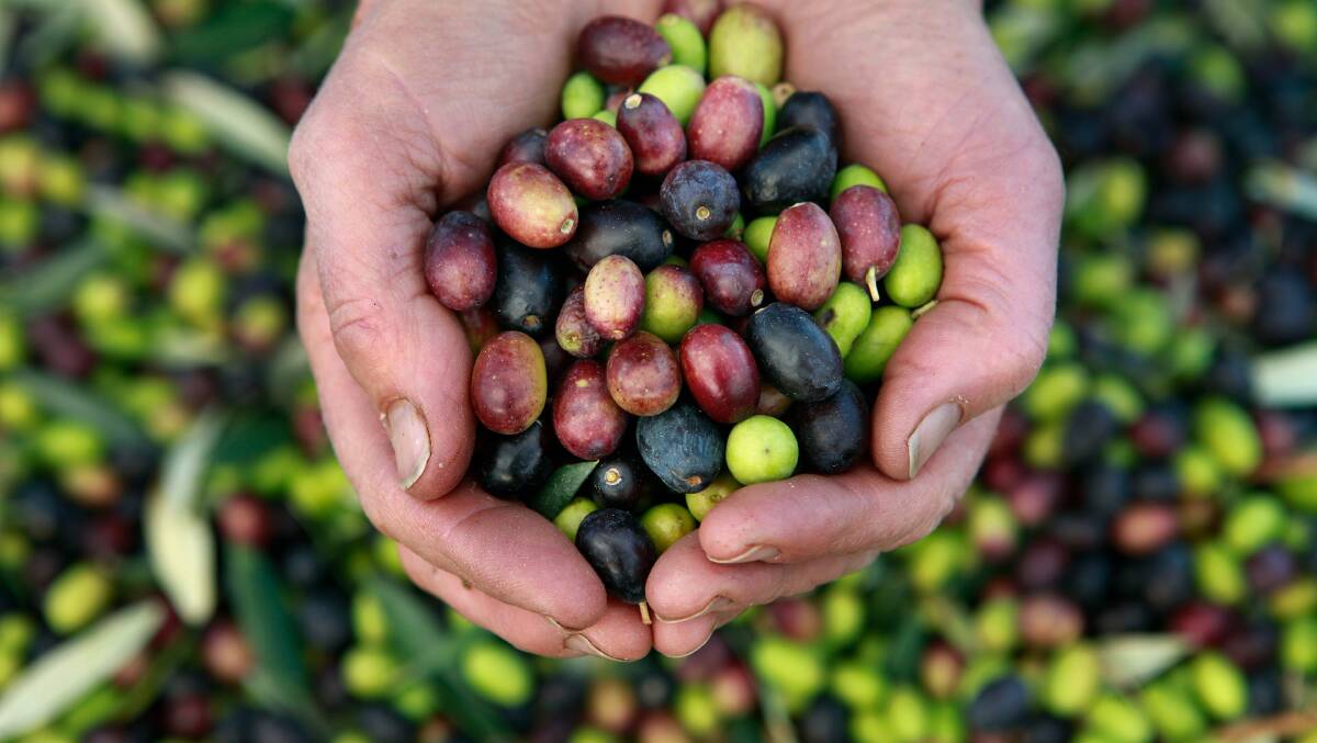 Australian olive industry - Harvest Outlook 2017