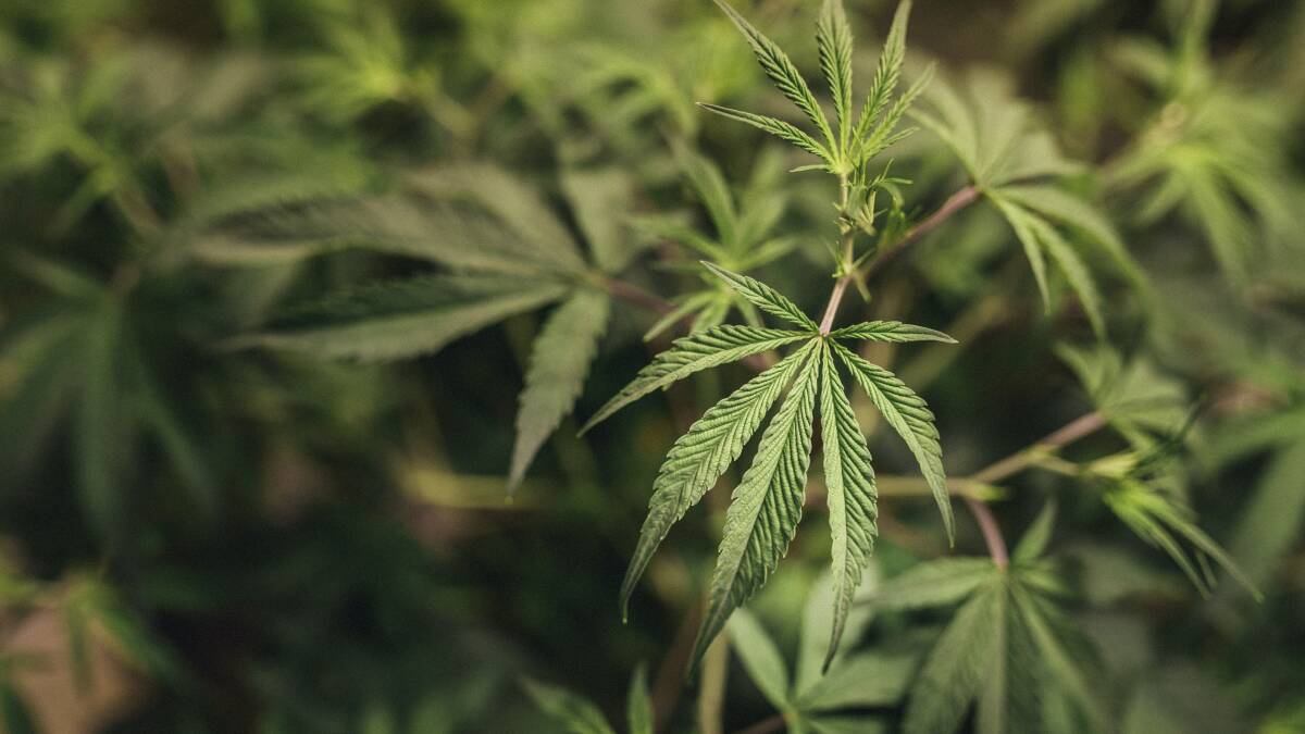 IN QUESTION: While the benefits and risks of medicinal cannabis continue to be debated, other questions over the potential for commercial production in Australia also remain unanswered.