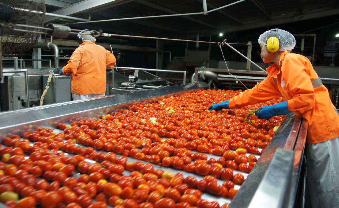CHECK: Quality control at Kagome's Echuca, Victoria processing plant - Australia's last major tomato processor.