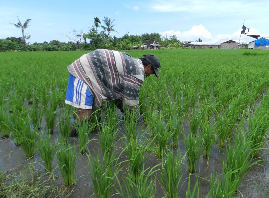 GREATER NEED: Agricultural diversity needs to be safeguarded when practices to intensify agricultural production are promoted, a new study says. Balinese rice farmer. Photo: Michael Bachelard.