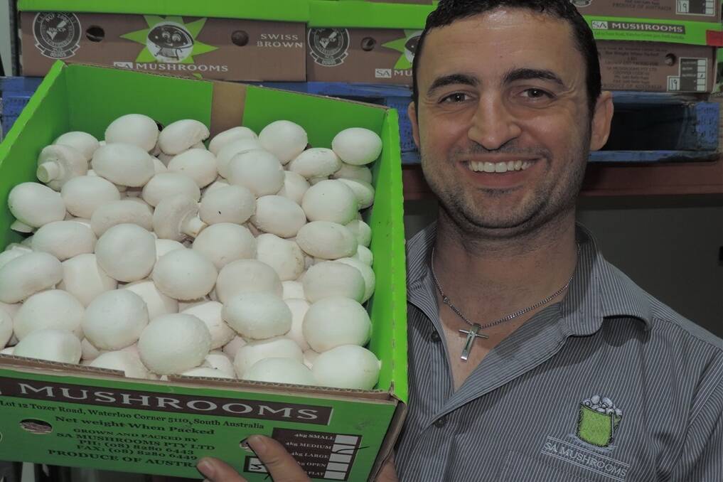 Nat Femia and his brother Nick invested considerable time into researching mushroom growing techniques and technology before launching SA Mushrooms back in 1998 at Waterloo Corner. 