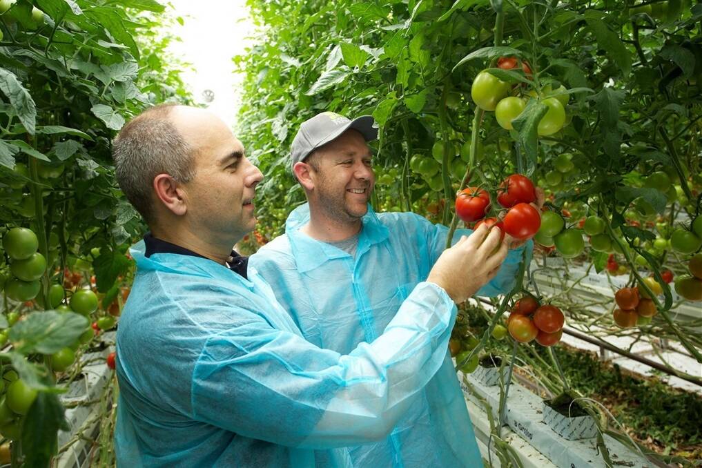 Kenny Avery, Monsanto Global vegetable lead (left) and Jon Murphy (in hat), general manager, Murphyfresh Hydroponics, inspecting the Merlice truss tomato at the facility in Mansfield, Victoria. 