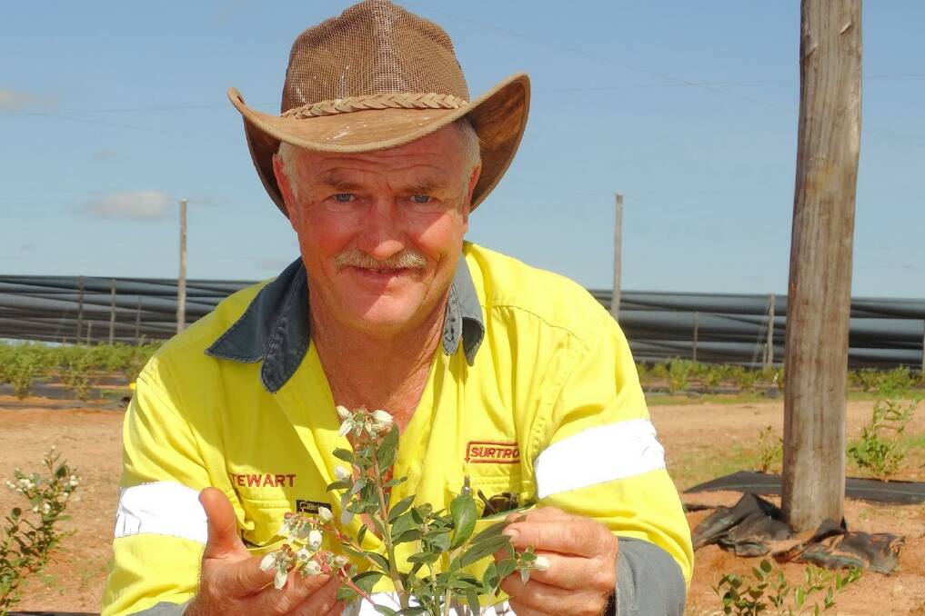 Mundubbera blueberry farm manager Stewart Mckenzie says he is relishing the challenge of developing a large scale greenfield enterprise.