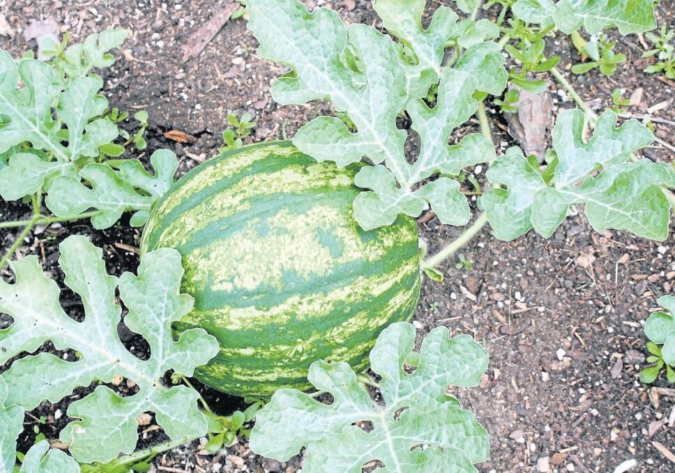 A suspected case of cucumber green mottle mosaic virus has been detected on a watermelon farm near Katherine.