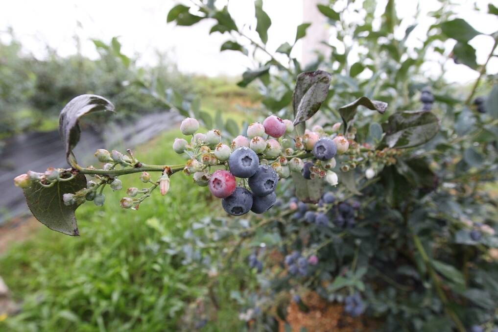 While not yet found in commercial fruit crops or stock, blueberry rust has been discovered in Victoria.  