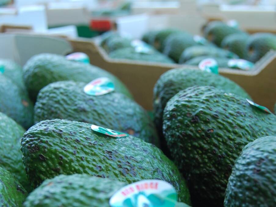Avocados Australia has defended its levy structure saying growers are reaping benefits from continued investments. 