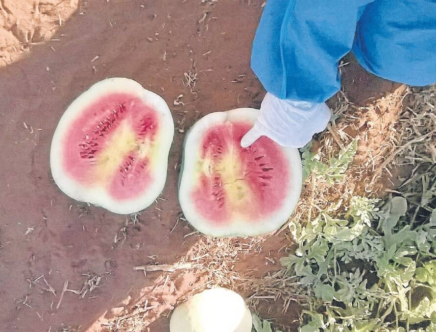 Watermelon growers in the Katherine region have been banned from producing a crop for the next two years following an outbreak of cucumber green mottled mosaic virus. Photo: B. Conde/Northern Territory Department of Primary Industry and Fisheries. 