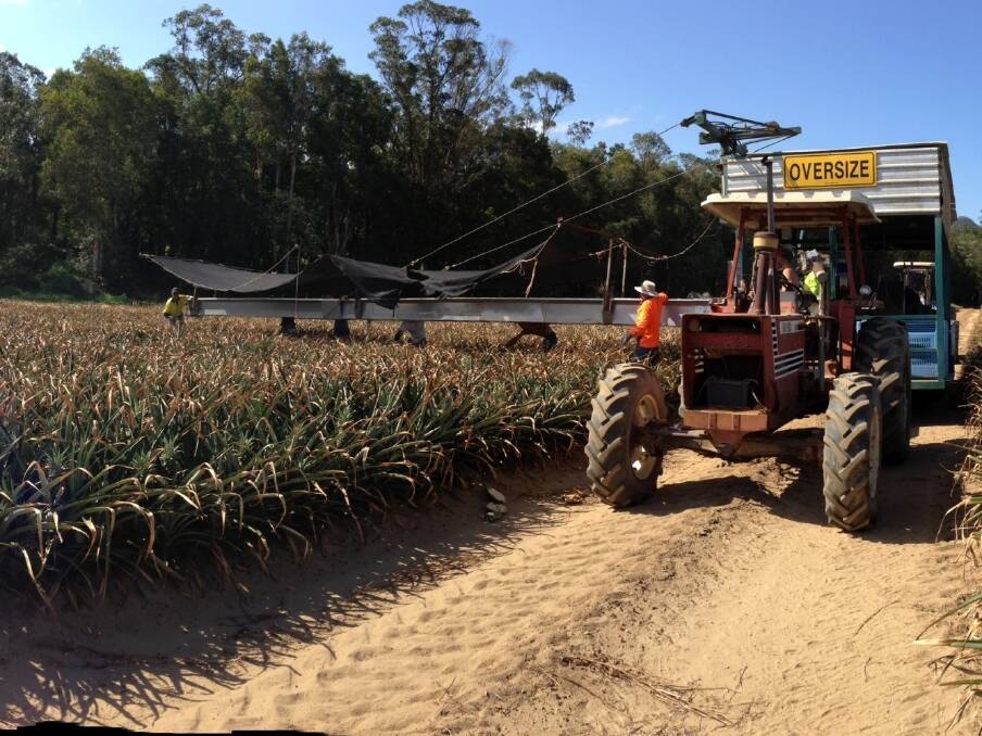 Pineapple picking underway for Pinata Farms at its Wamuran property before the focus shifts to its Mareeba plantations.