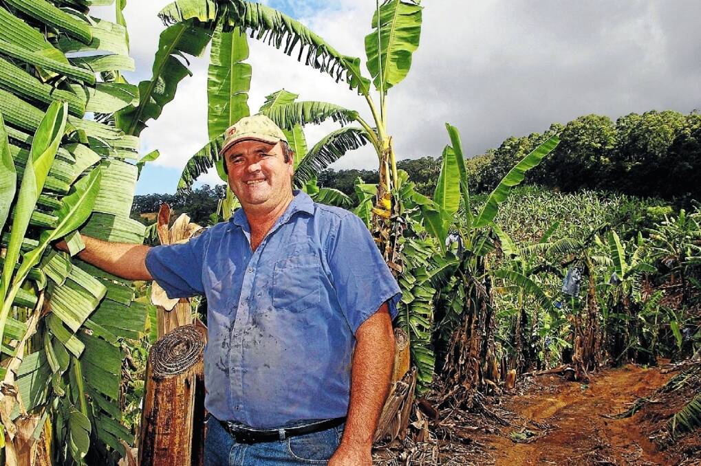 Northern NSW banana grower Dave Guinea says the glut of Queensland bananas on the market in the past two to three years has led to his worst prices in 20 years.