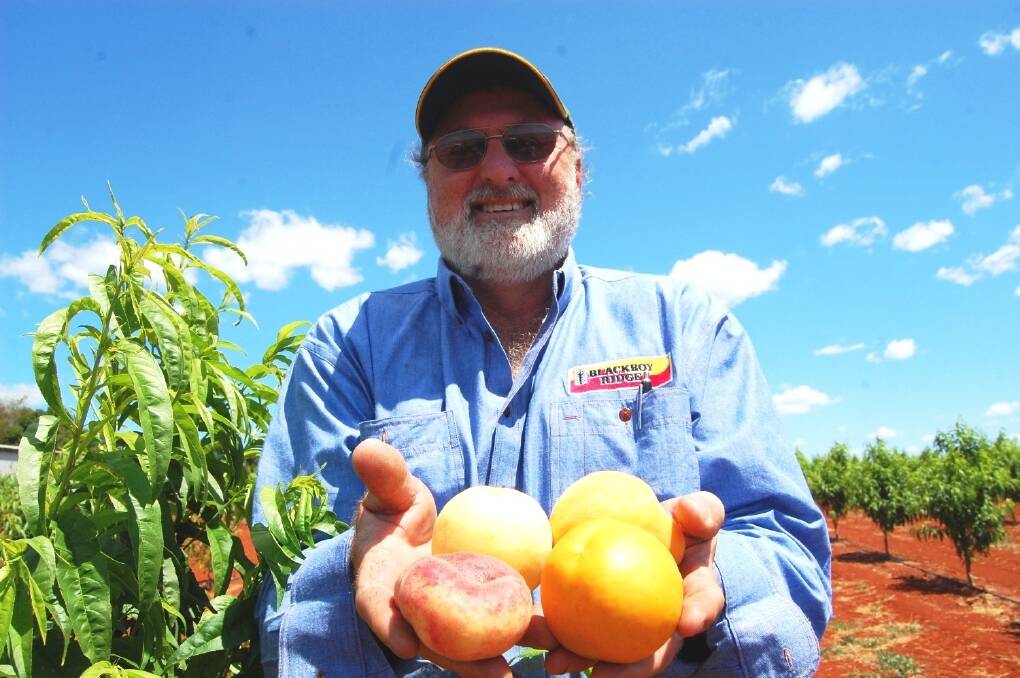 Stonefruit grower and marketer Ross Stuhmcke, Blackboy Ridge, Gatton with the selection of new low chill stonefruit varieties that have tested well with consumers. 