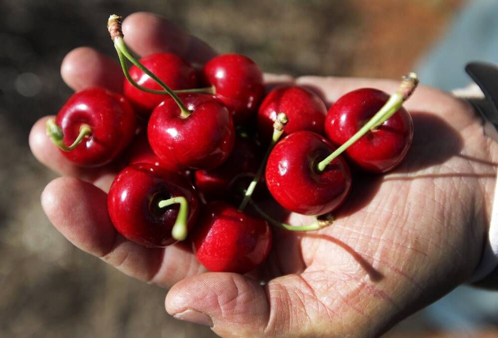 Cherry growers are concerned about rumours of Vietnam banning fruit imports.