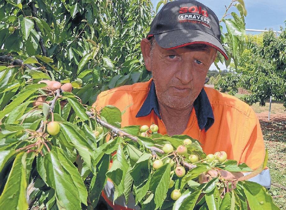 Millthorpe Cherry Exports orchard manager Rodney Oxley shows the devastation of hail which ravaged his 10,000 trees just 9km east of Millthorpe, a month before picking.