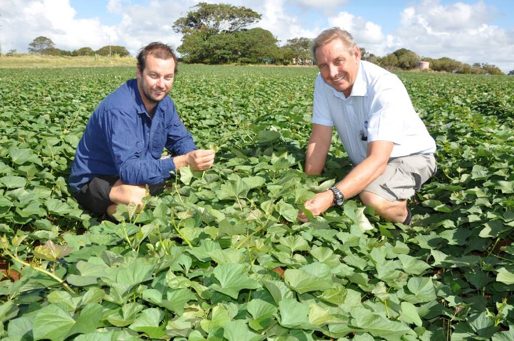 North Coast NSW potato grower Matthew Prichard pictured with Barmac area manager Ron Bollard on the Prichard’s Cudgen property discussing the family’s new nutritional strategy for its sweet potatoes that has helped eliminate fertigation requirements and related jobs as well as improve potato quality. 