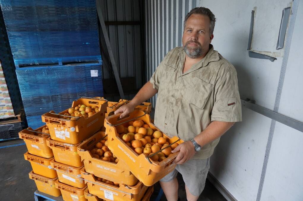 Perth Hills orchardist John Della Franca says his region needs a full scale Area Wide Management program or Mediterranean fruit fly. 